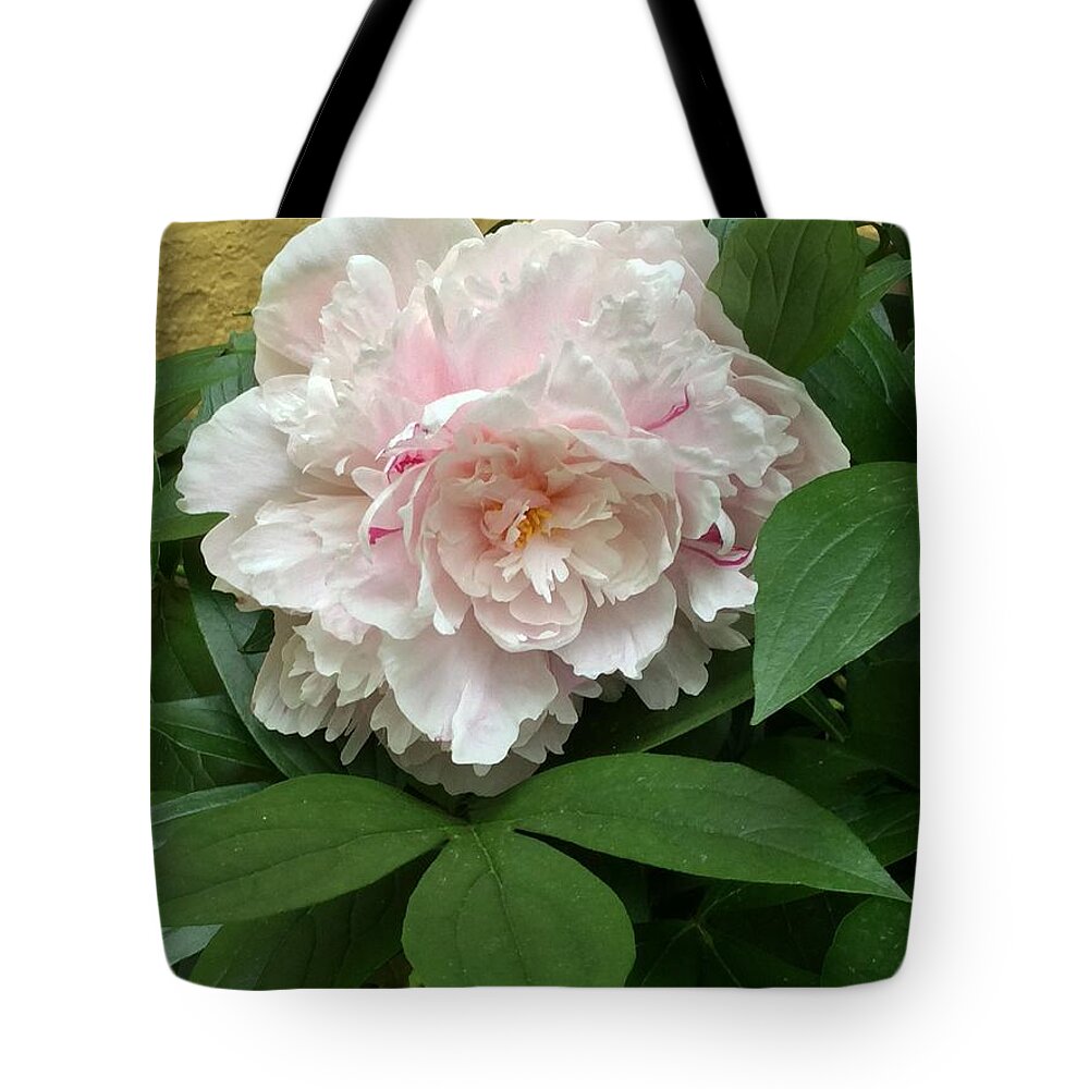 Peony Flower Tote Bag featuring the photograph Sitting Pretty by Deborah Crew-Johnson