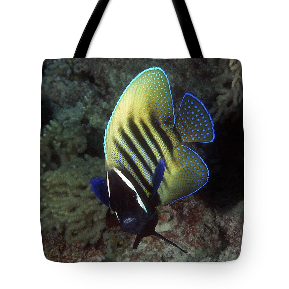 Six Banded Angelfish Tote Bag featuring the photograph Six Banded Angelfish, Great Barrier Reef by Pauline Walsh Jacobson