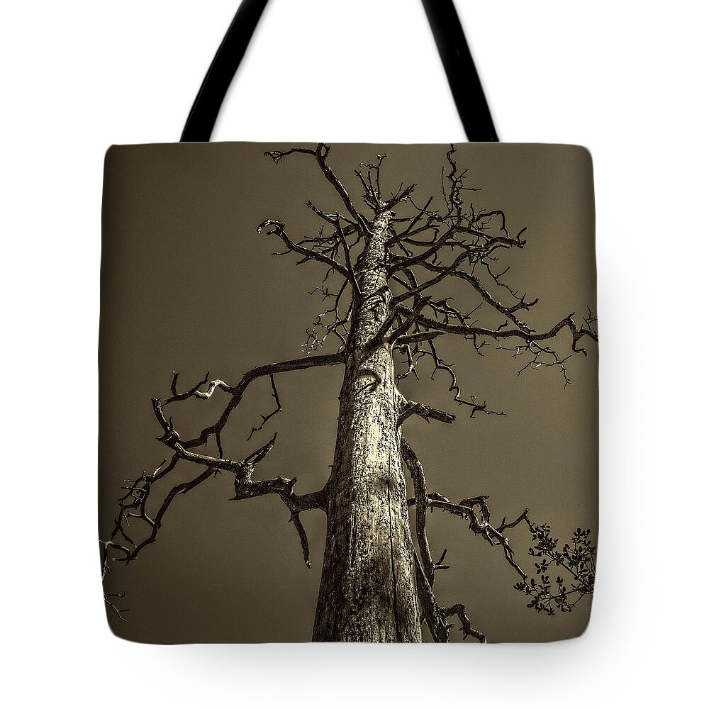Pictorial Tote Bag featuring the photograph Skeletal Tree Sedona Arizona by Roger Passman
