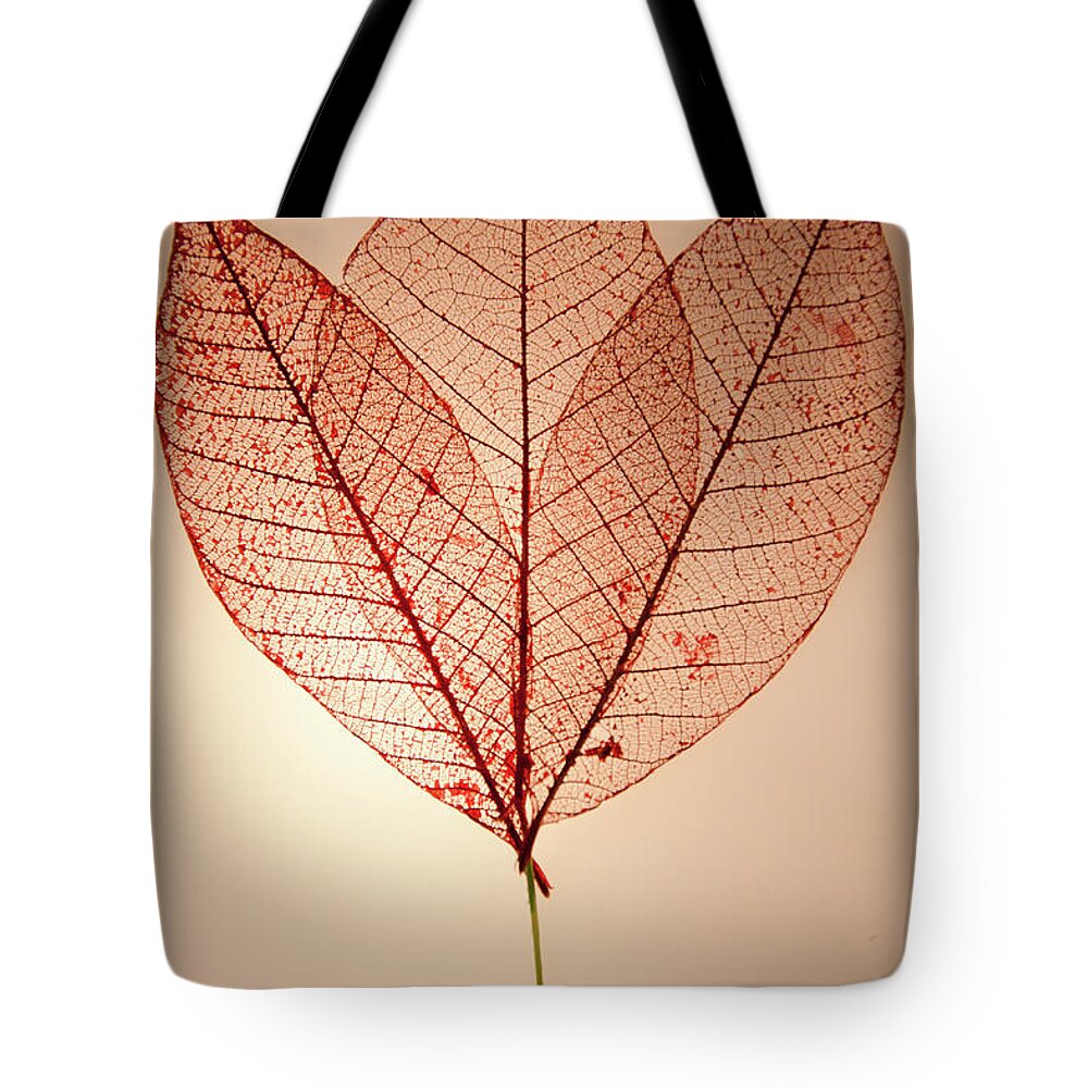 Leaves Tote Bag featuring the photograph Skeleton Leaves by Susan Cliett