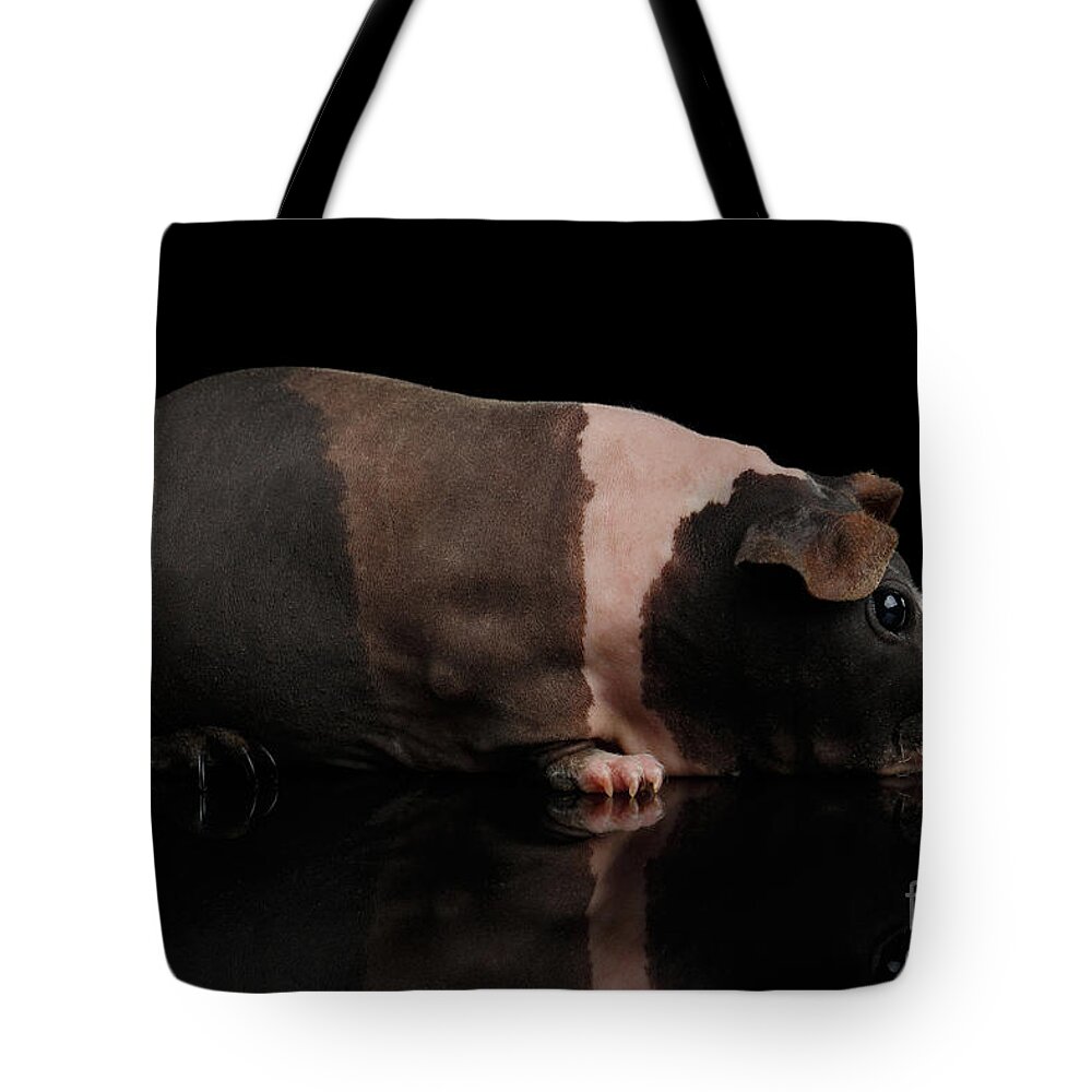 Guinea Tote Bag featuring the photograph Skinny Guinea pig on isolated black background by Sergey Taran