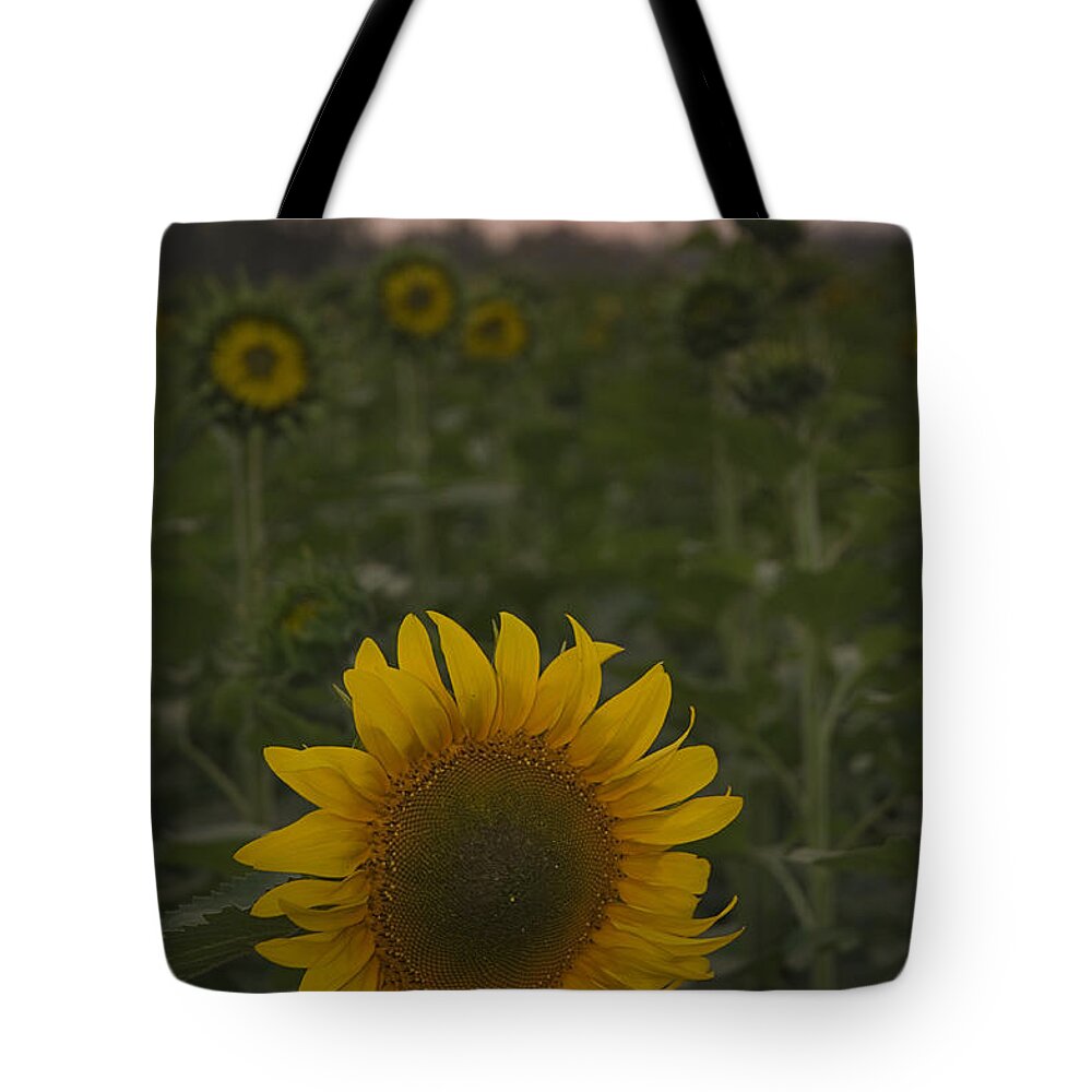 Sun Tote Bag featuring the photograph SKN 2181 Sunflower and Sunset by Sunil Kapadia