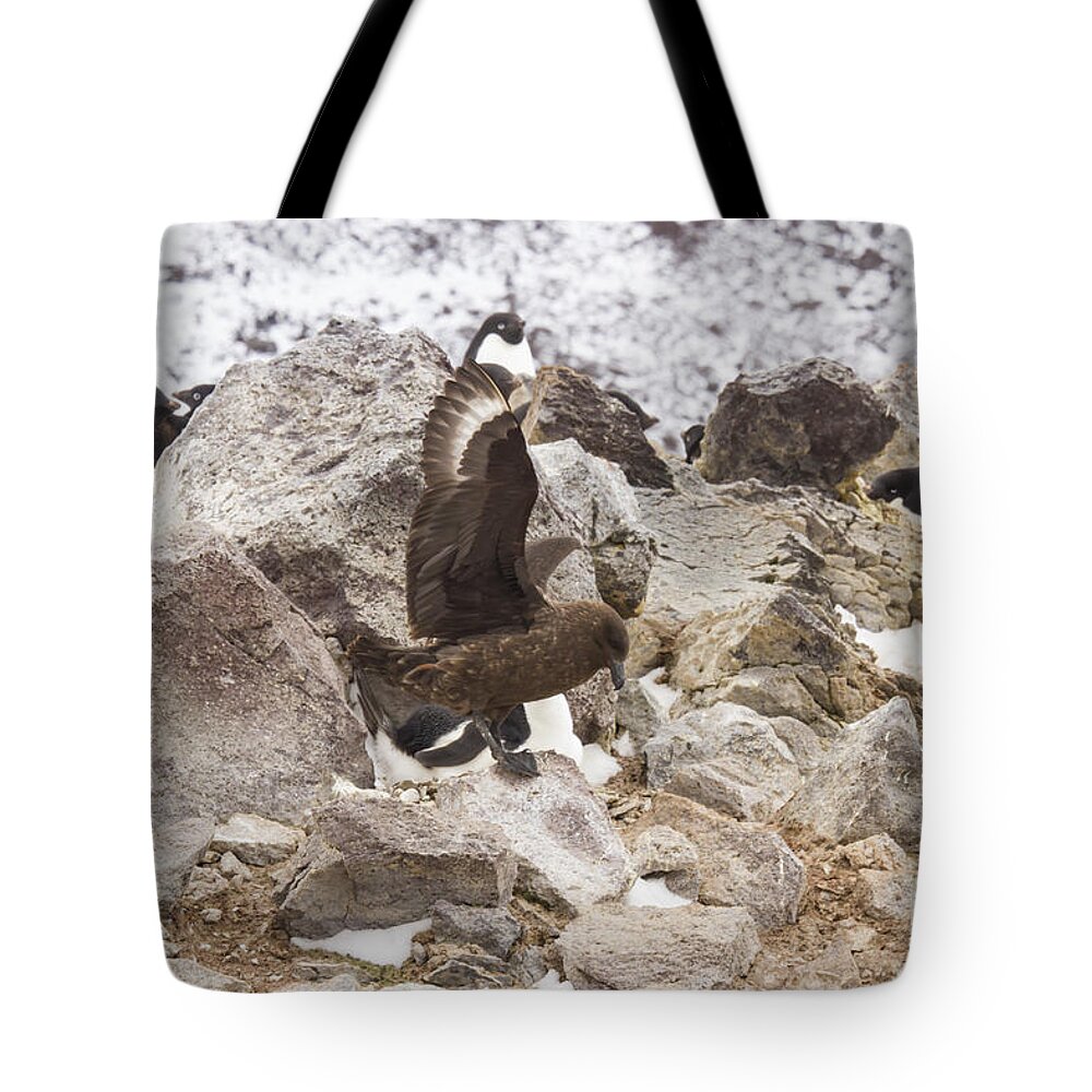 Adelie Tote Bag featuring the photograph Skua attacking adelie penguin rookery by Karen Foley