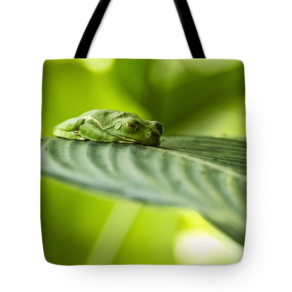 Tree Frog Tote Bag featuring the photograph Sleeeepy by Joann Long