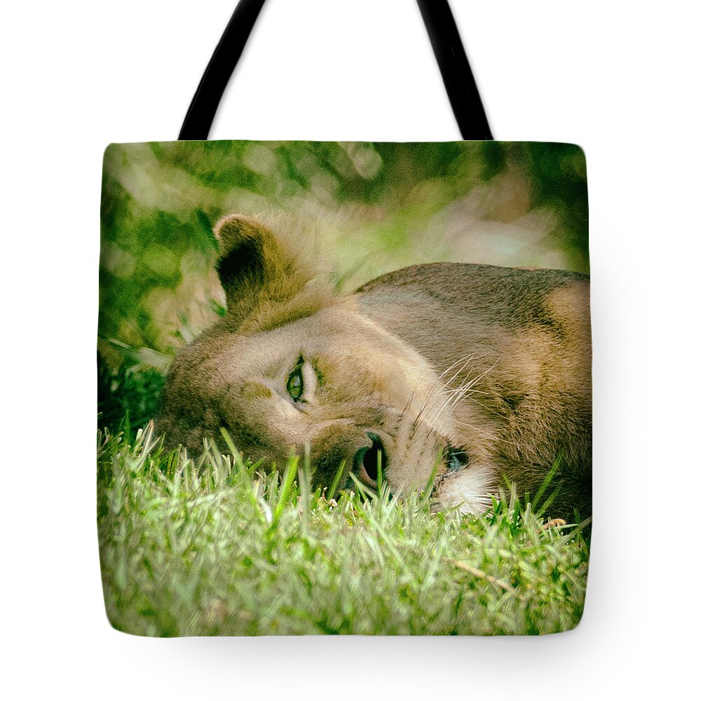 Lions Tote Bag featuring the photograph Sleeoing Lioness by Lawrence Knutsson