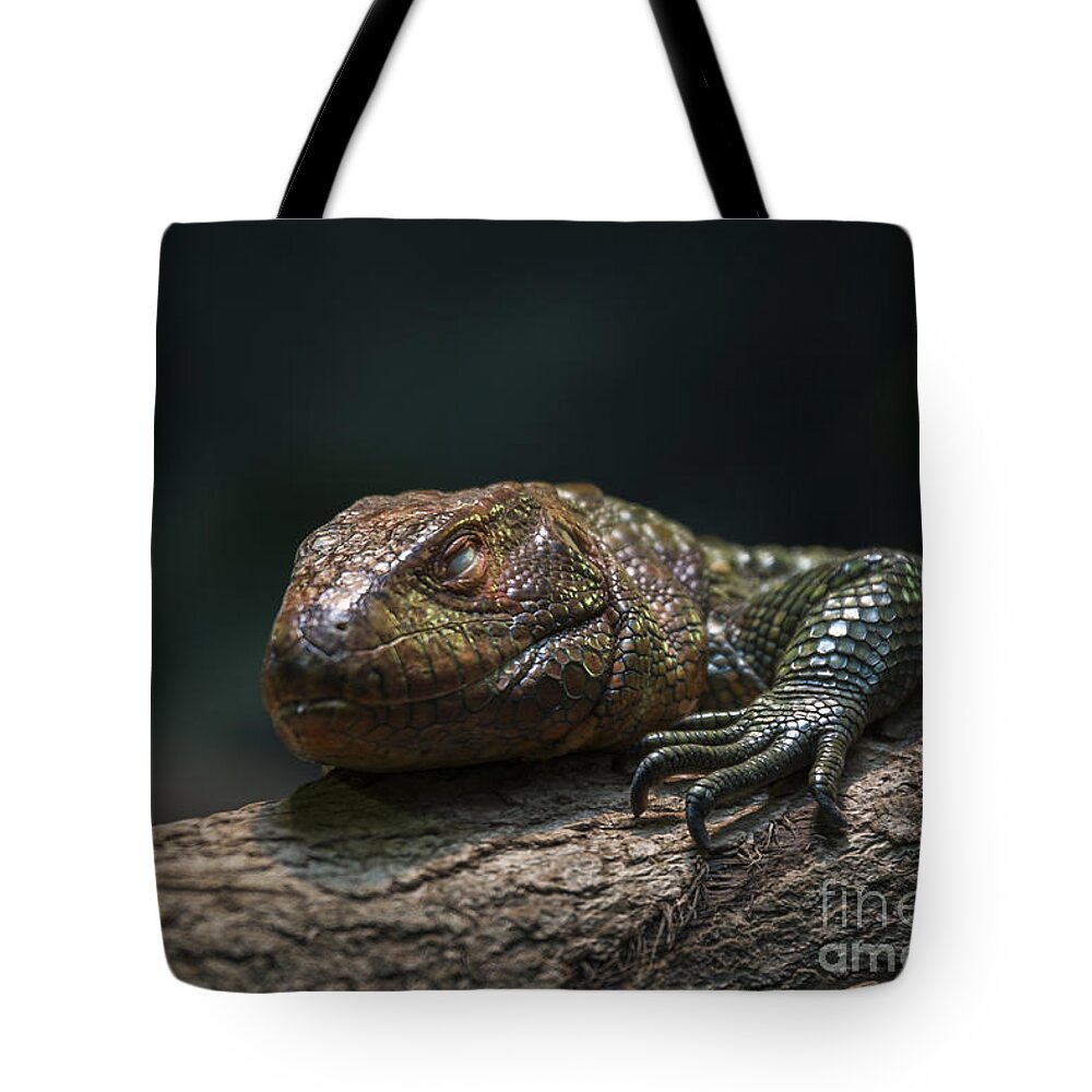 Dragon Tote Bag featuring the photograph Sleeping Dragon by Andrea Silies