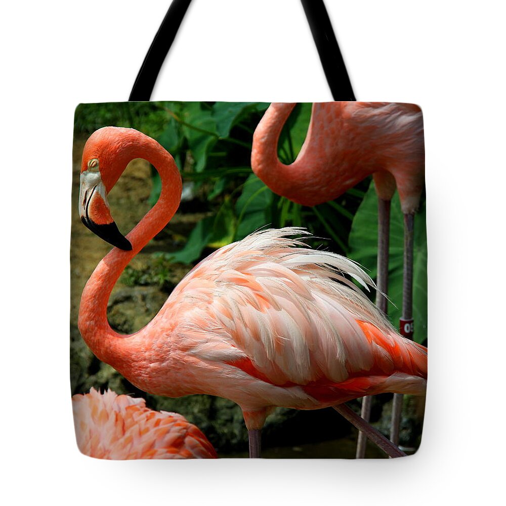 Pink Flamingo Tote Bag featuring the photograph Sleeping Flamingo by Barbara Bowen
