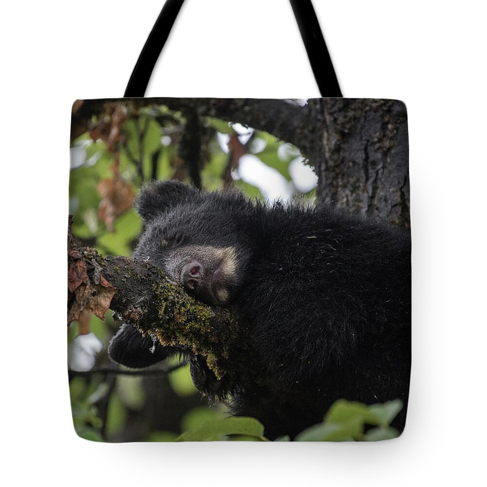 Black Bear Tote Bag featuring the photograph Sleepy Cub by David Kirby
