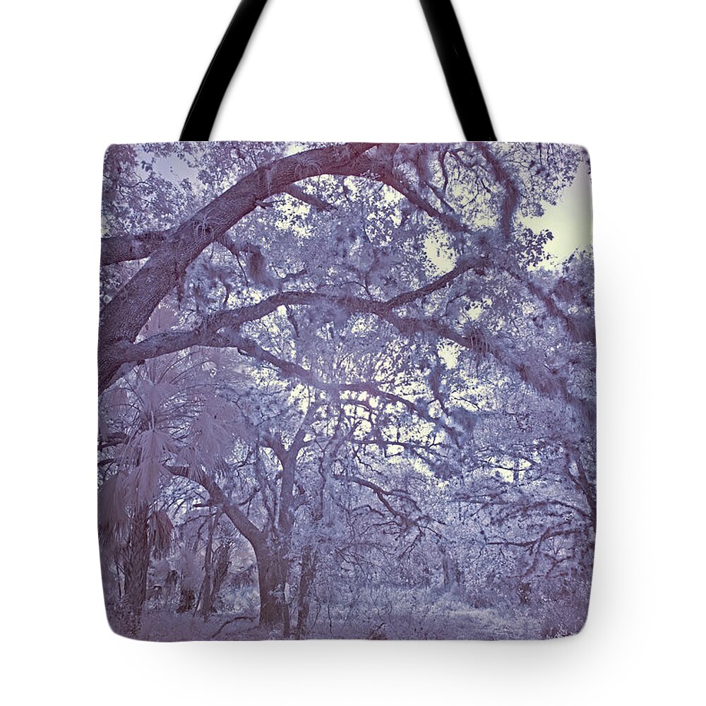 Forest Tote Bag featuring the photograph Sleepy Hollow's Muse by Roberto Aloi