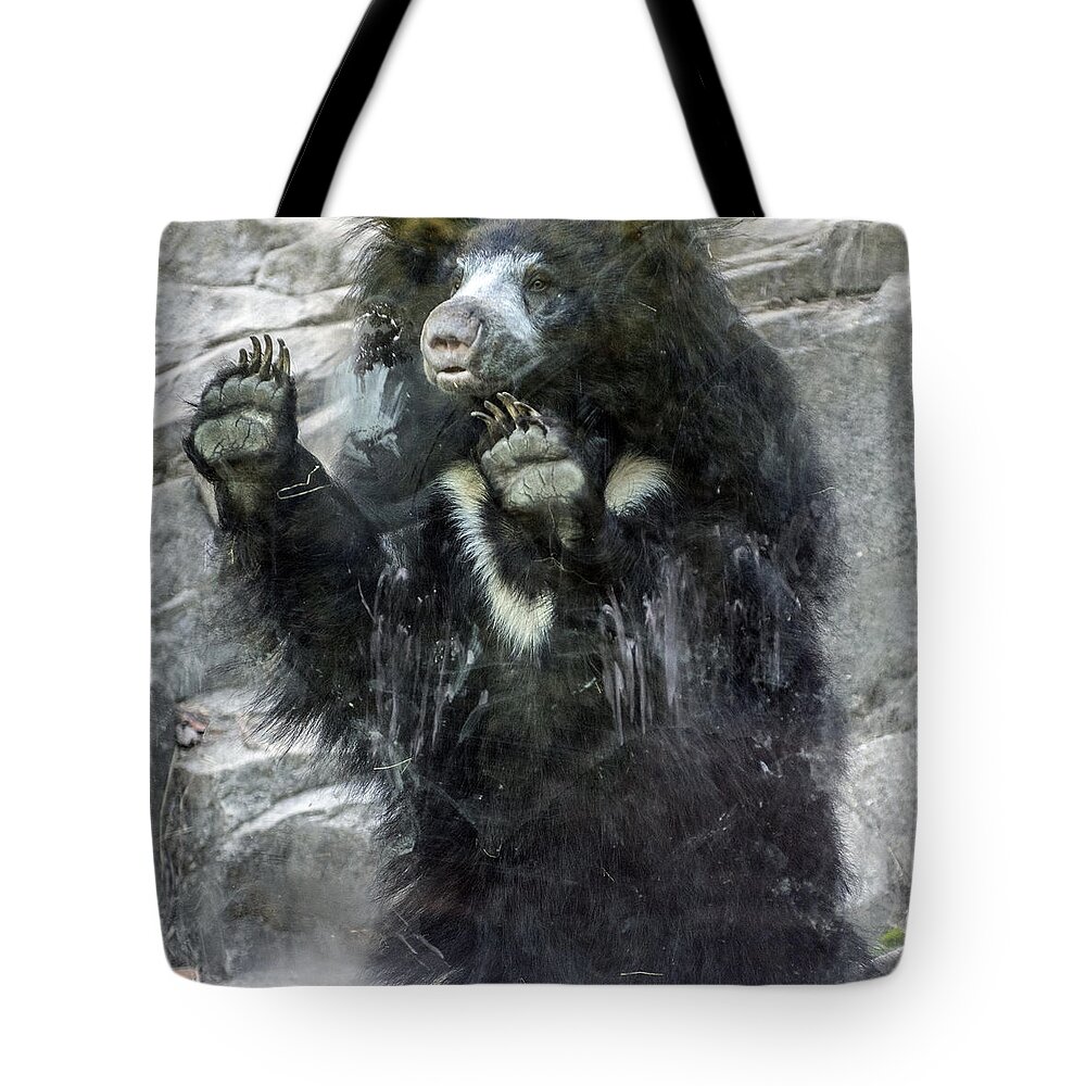 Bear Tote Bag featuring the photograph Sloth Bear STanding Against Glass by William Bitman
