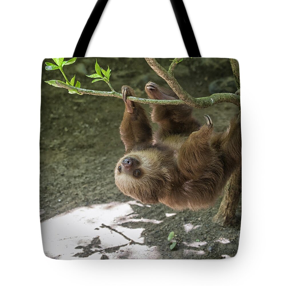 Two Tote Bag featuring the photograph Sloth in tree by Patricia Hofmeester