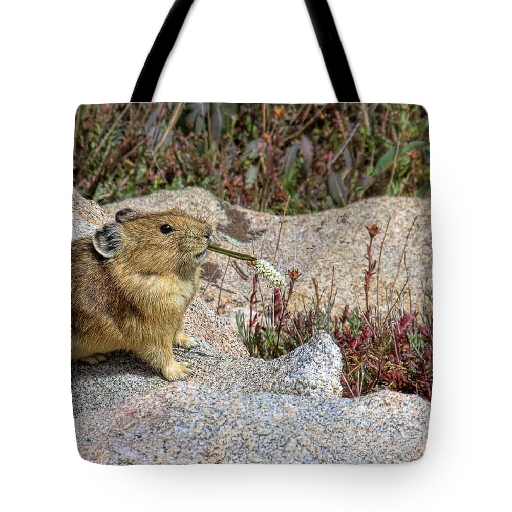 Pika Tote Bag featuring the photograph Slurp by Jim Garrison