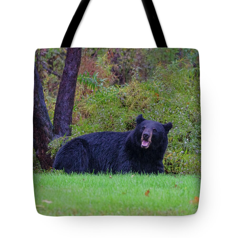 Bear Tote Bag featuring the photograph Smiling Bear by ChelleAnne Paradis