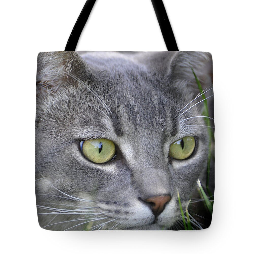 Cat Tote Bag featuring the photograph Smokey's Stare by Josephine Buschman