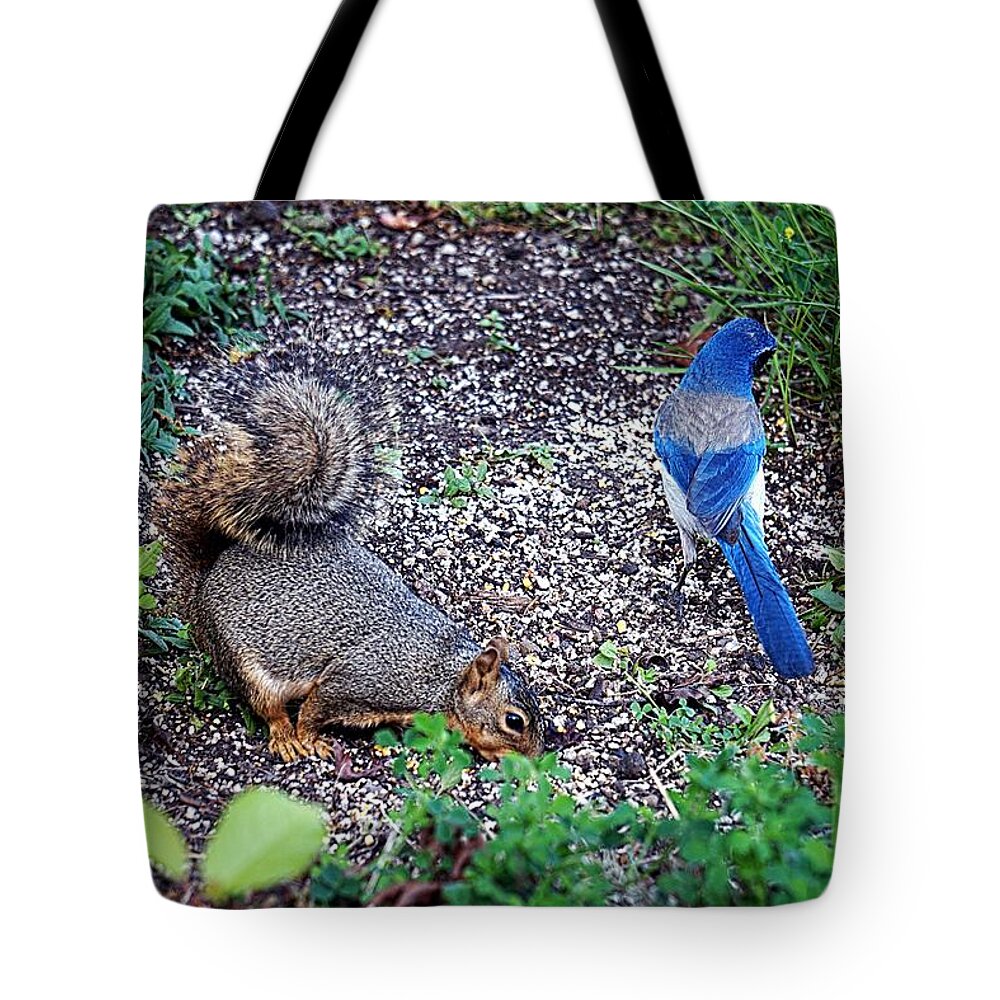 Squirrel Tote Bag featuring the photograph Snack Time by Nick Kloepping