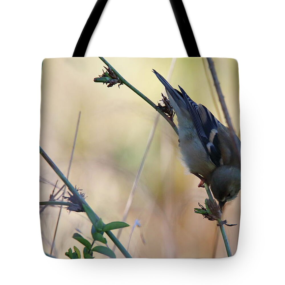 Birds Tote Bag featuring the photograph Snacking by Pete Tapang