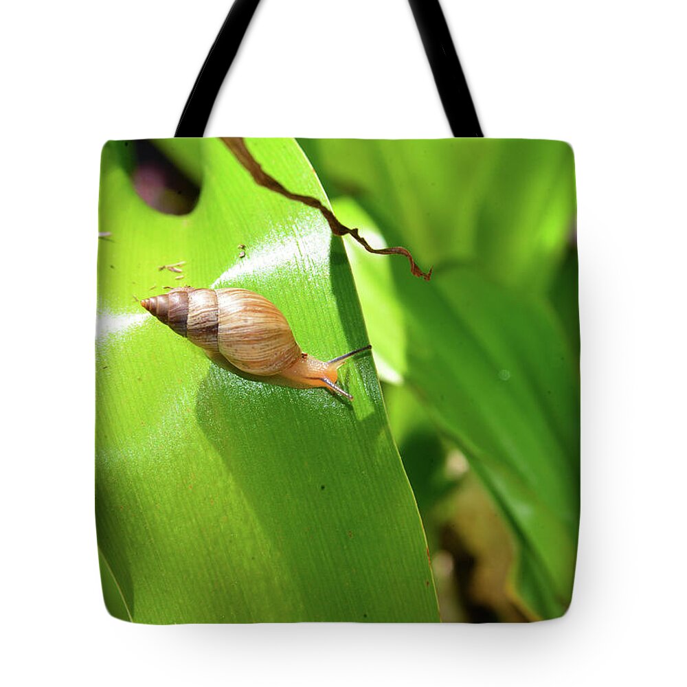 Snail Tote Bag featuring the photograph Snail and landscape by David Lee Thompson