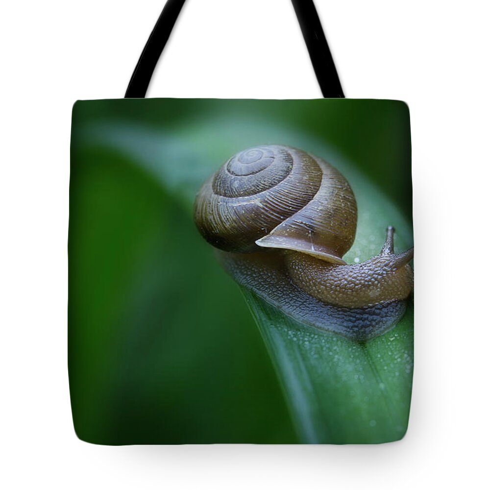 Snail Tote Bag featuring the photograph Snail In The Morning by Mike Eingle