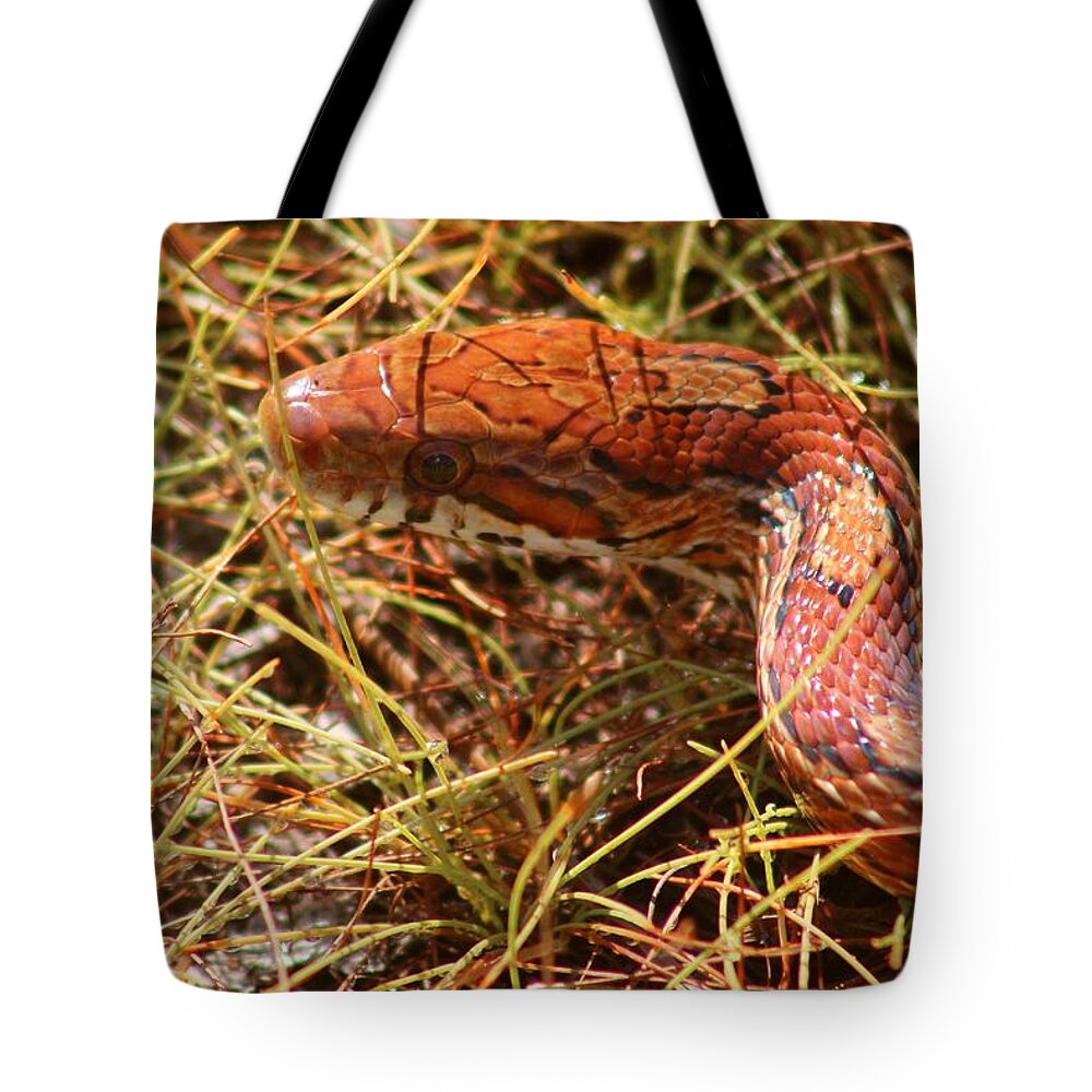Photo For Sale Tote Bag featuring the photograph Snake in the Grass by Robert Wilder Jr
