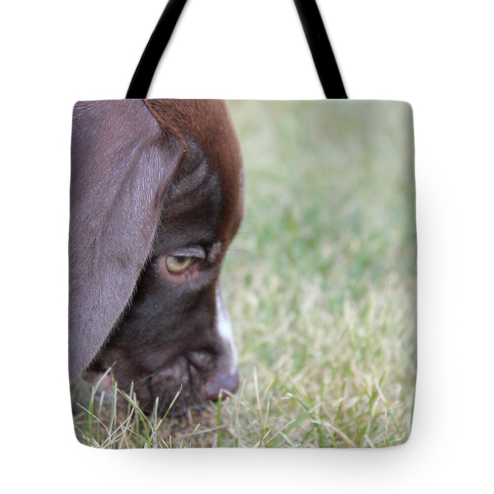 Hunting Tote Bag featuring the photograph Sniffing out the Source by Brook Burling