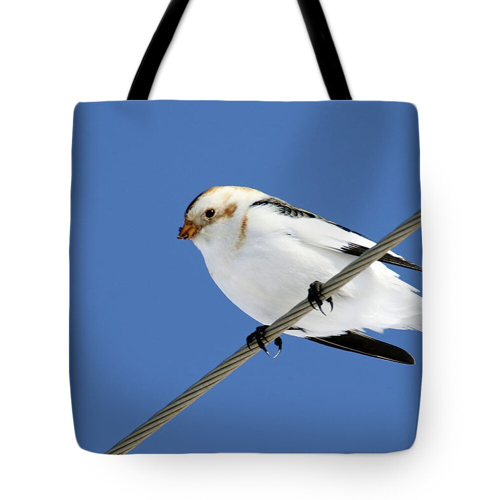 Snow Bunting Tote Bag featuring the photograph Snow Bunting by Brook Burling