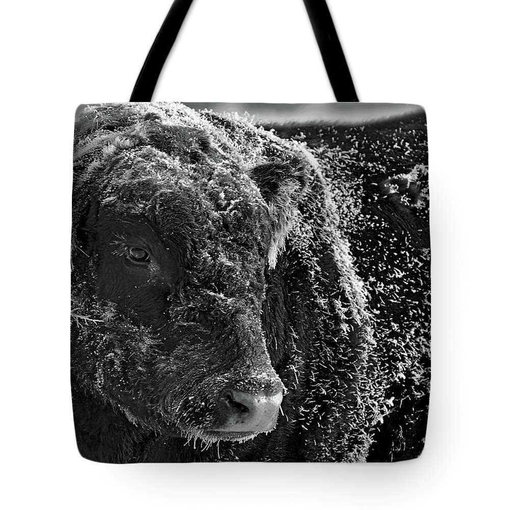 Ice Tote Bag featuring the photograph Snow Covered Ice Bull by Amanda Smith