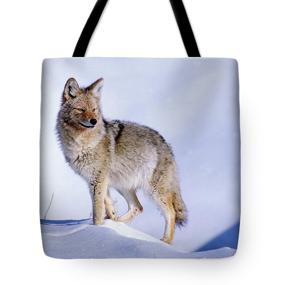 Nature Tote Bag featuring the photograph Snow Coyote Pose by Mark Miller