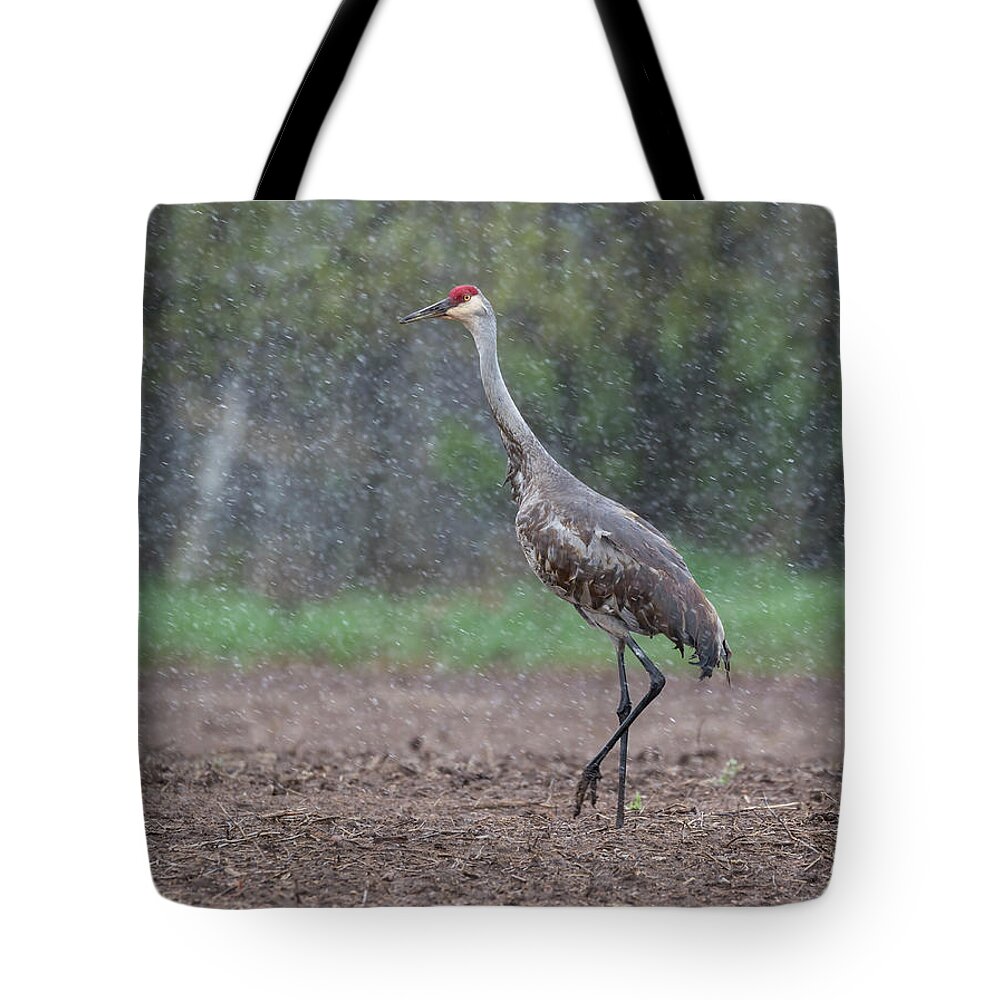 Sandhill Crane Tote Bag featuring the photograph Snow Day by Thomas Young