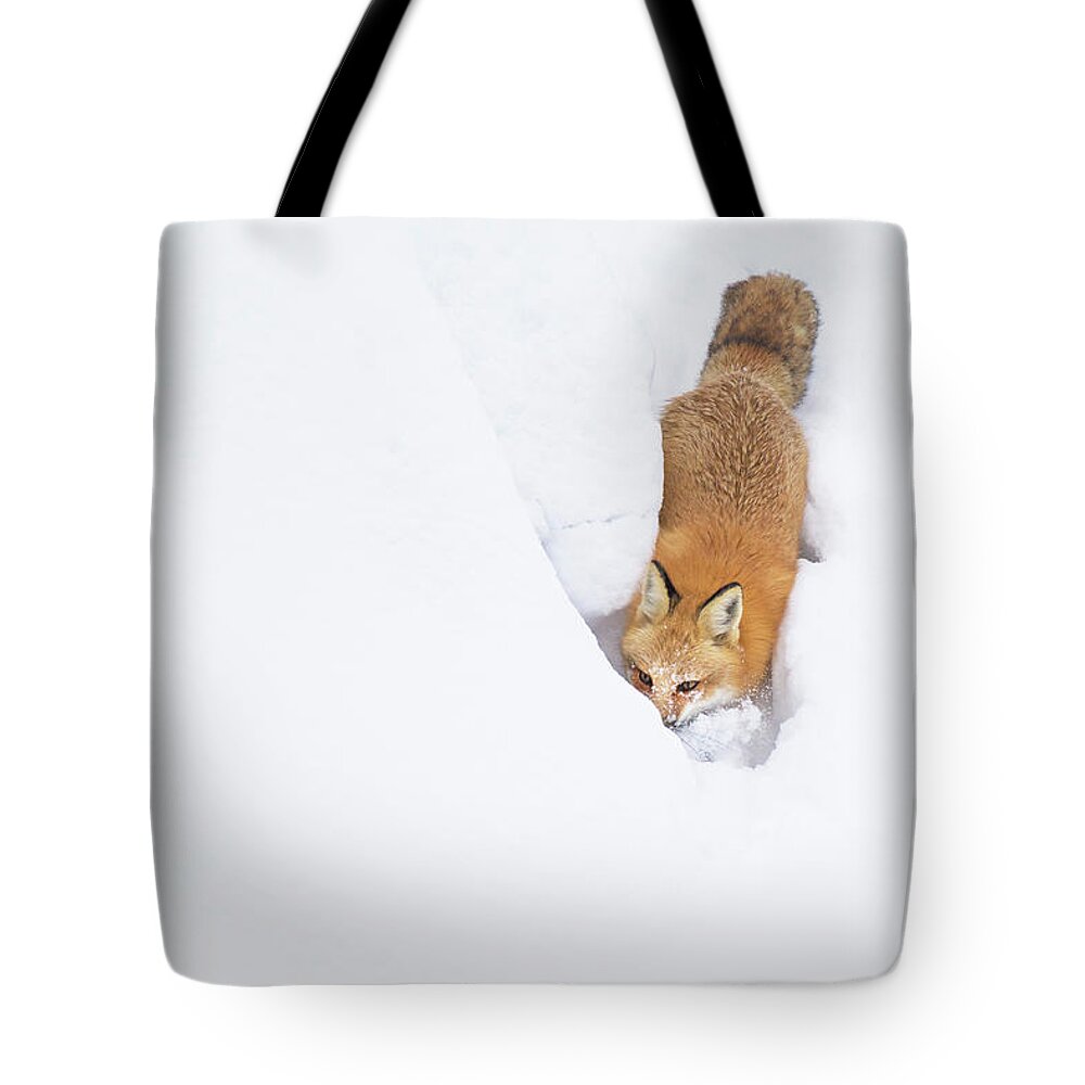 Animal Tote Bag featuring the photograph Snow-Diving Fox by Mircea Costina Photography