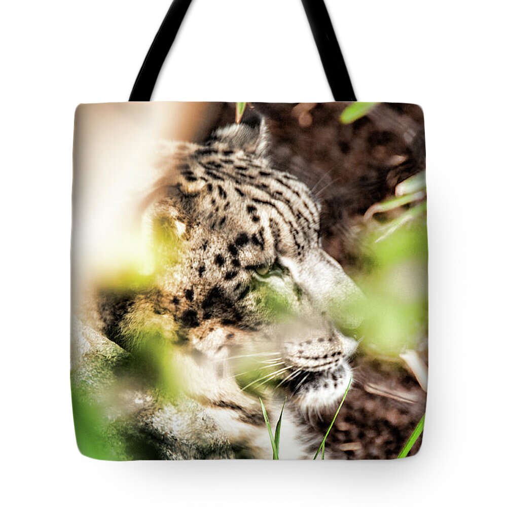 Asian Snow Leopard Tote Bag featuring the photograph Snow Leopard by Daniel Hebard