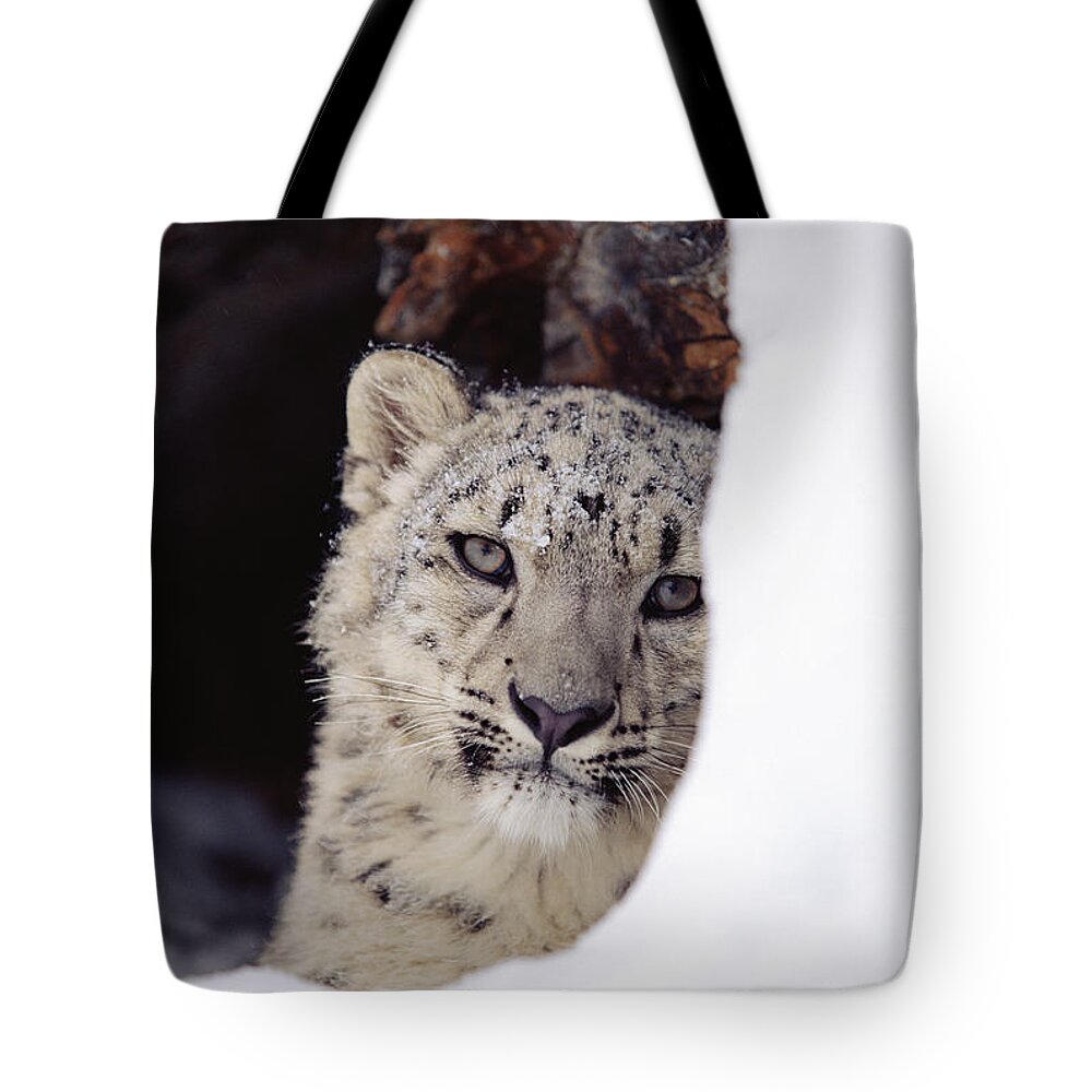 Mp Tote Bag featuring the photograph Snow Leopard Uncia Uncia Adult, Looking by Tim Fitzharris