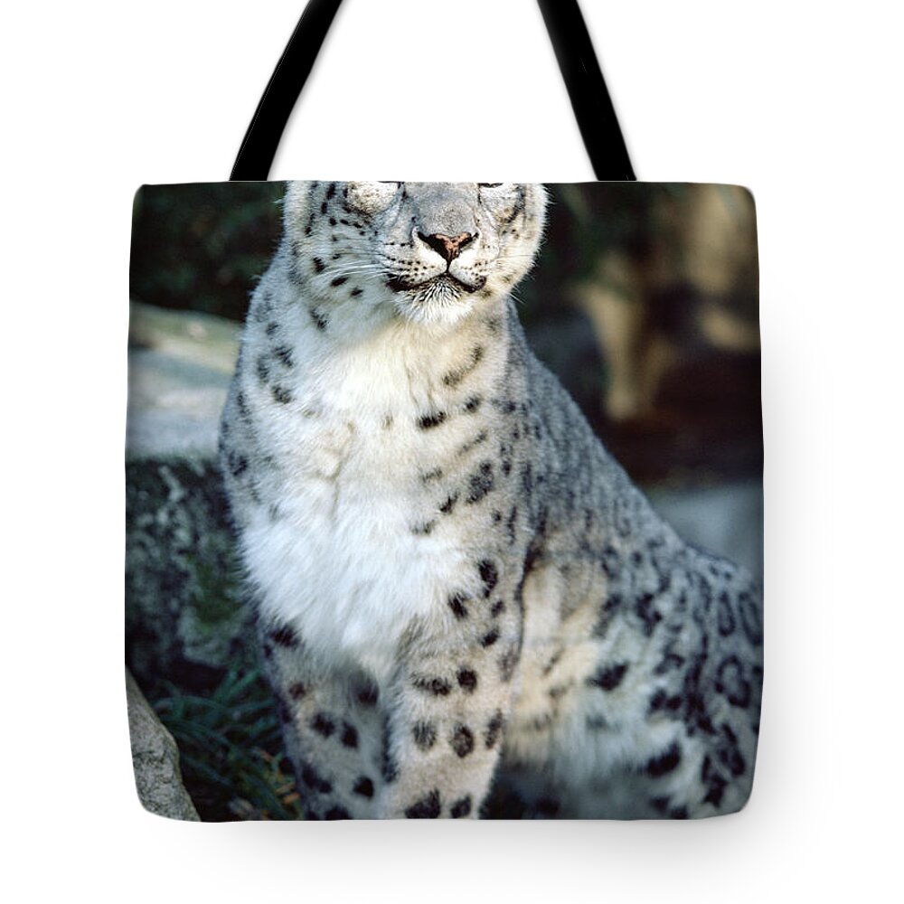 Mp Tote Bag featuring the photograph Snow Leopard Uncia Uncia Portrait by Gerry Ellis
