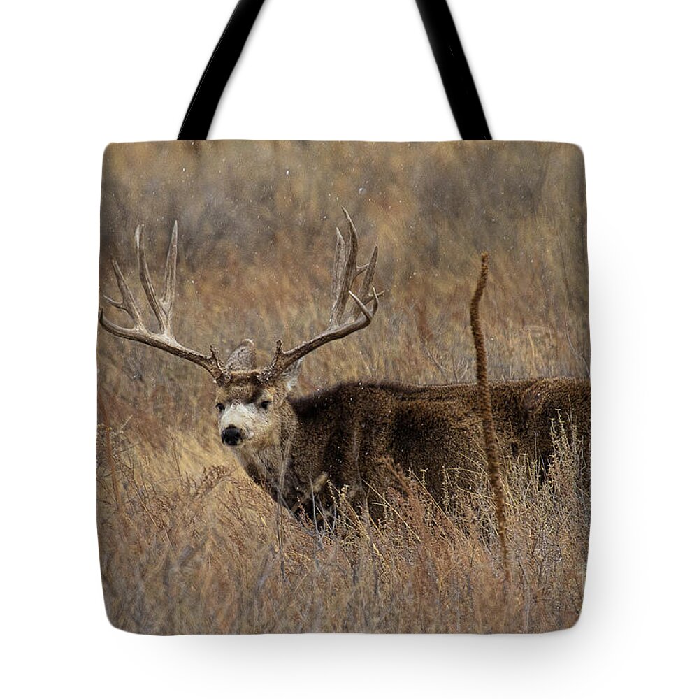 Mule Deer. Mule Deer Buck Tote Bag featuring the photograph Snow Showers by Jim Garrison