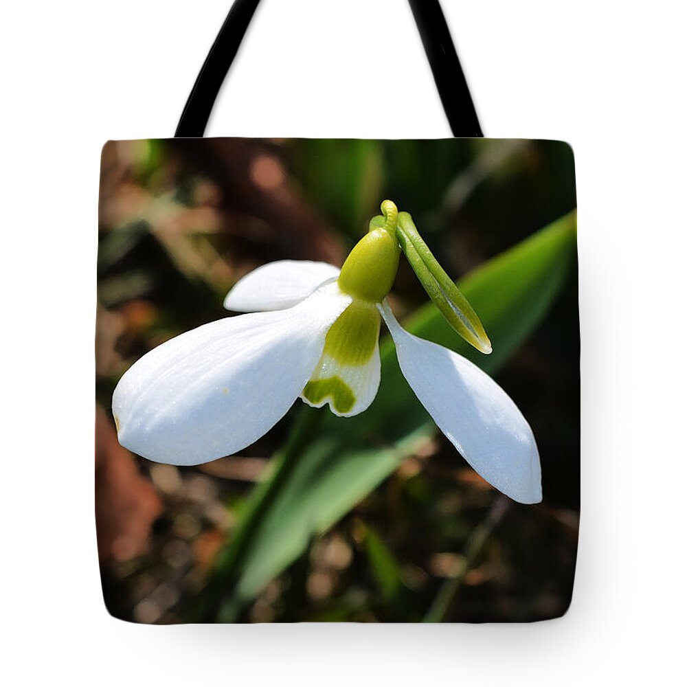 Snowdrop Tote Bag featuring the photograph Snowdrop by Richard Andrews