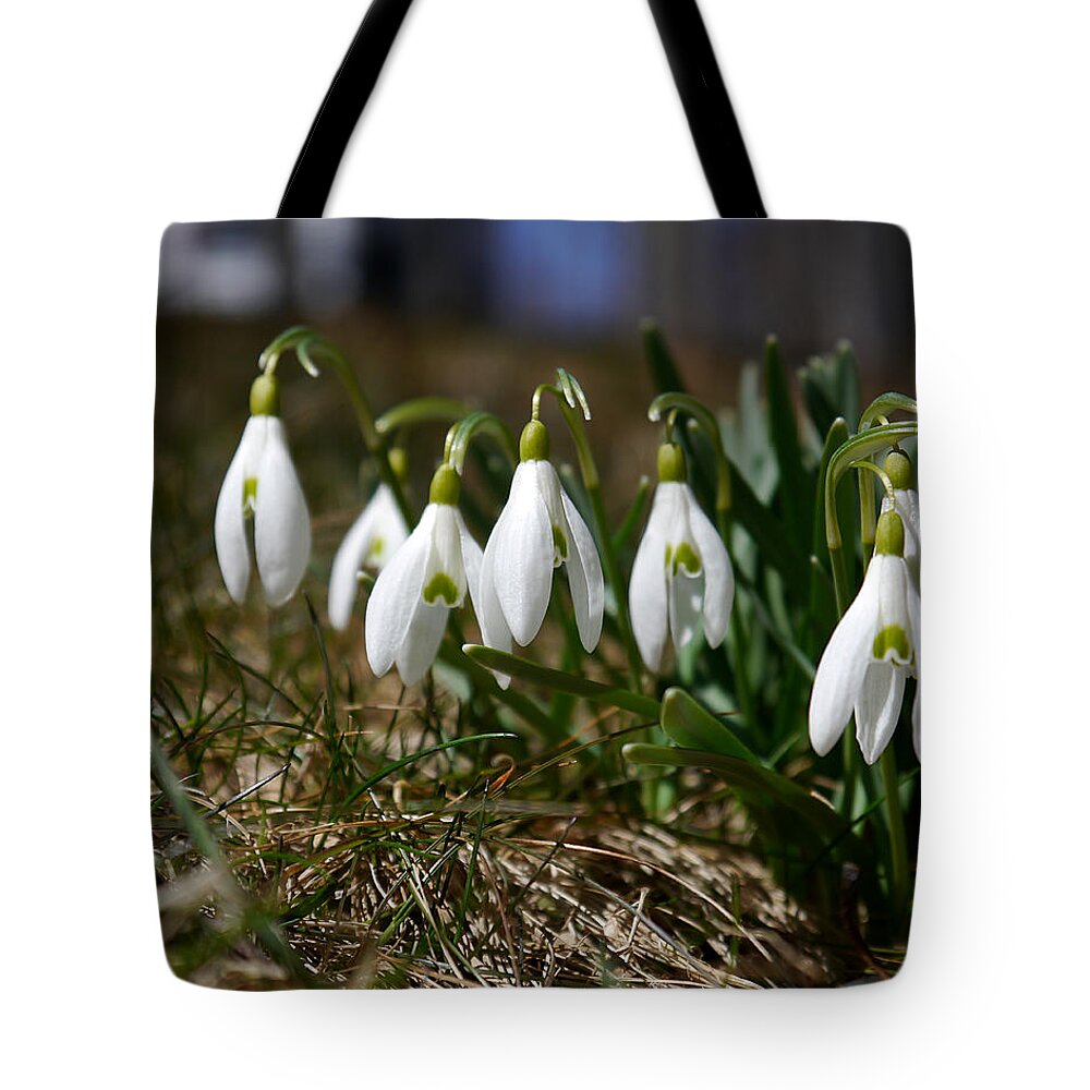 Richard Reeve Tote Bag featuring the photograph Snowdrops I by Richard Reeve