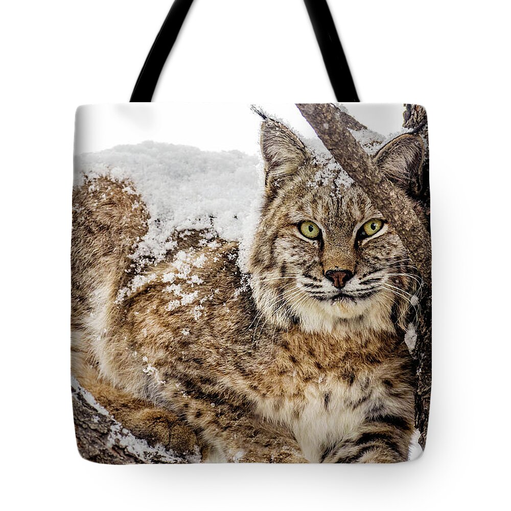 Categories Tote Bag featuring the photograph Snowy Bobcat by Dawn Key