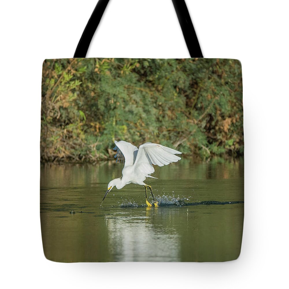 Snowy Tote Bag featuring the photograph Snowy Egret 4830-091917-1 by Tam Ryan
