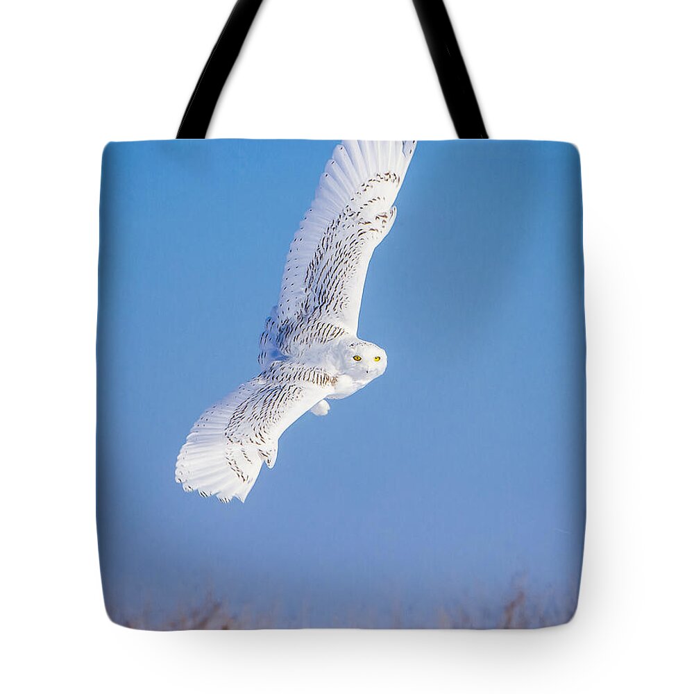 Animals Tote Bag featuring the photograph Snowy Owl Banking by Rikk Flohr