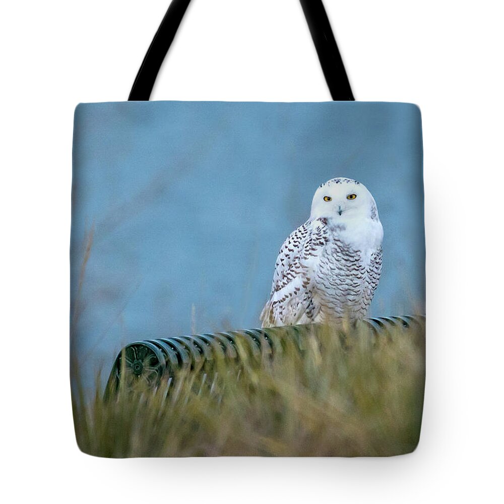 Snowy Owls Tote Bag featuring the photograph Snowy Owl on a park bench by Judi Dressler