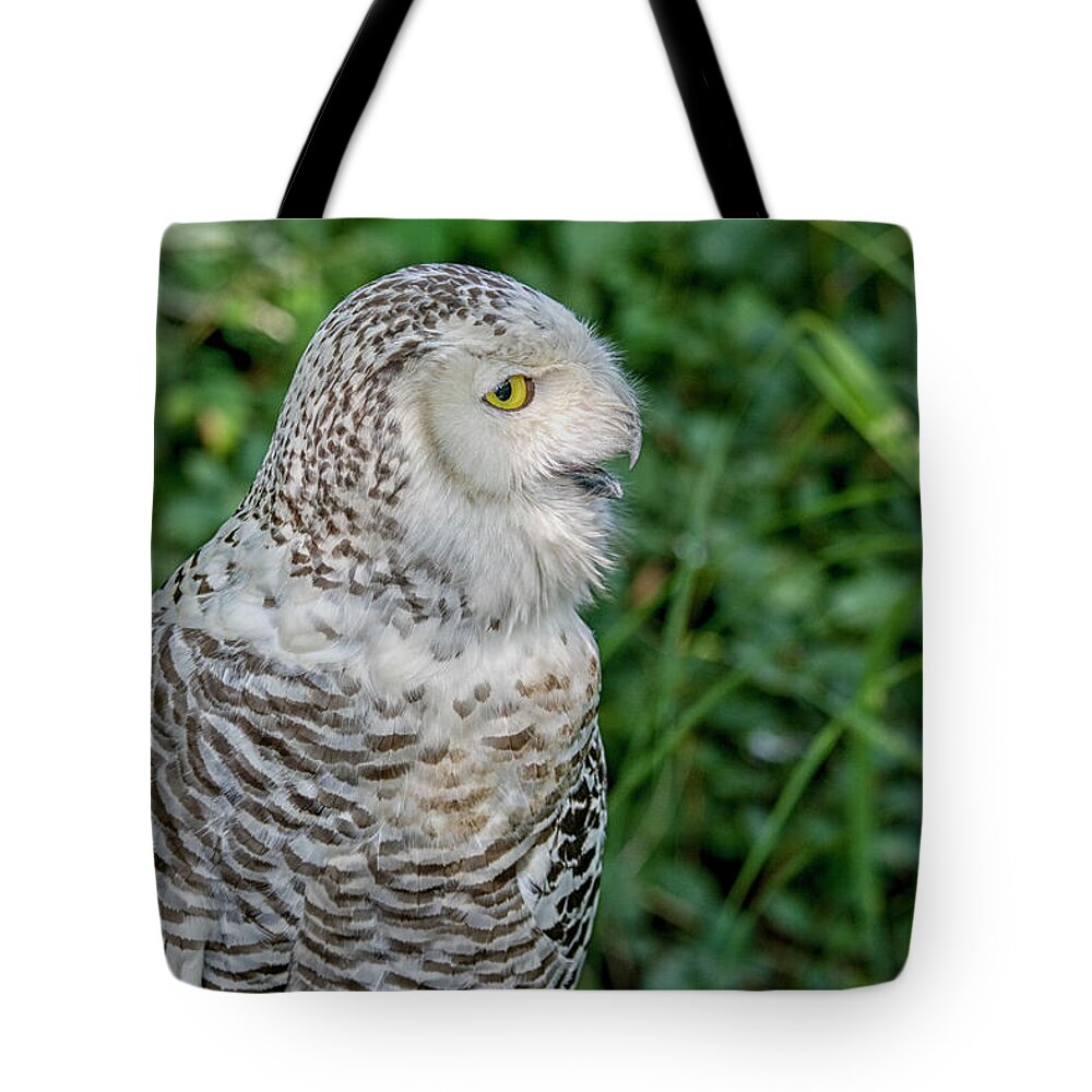 Owl Tote Bag featuring the photograph Snowy Owl by Patricia Hofmeester