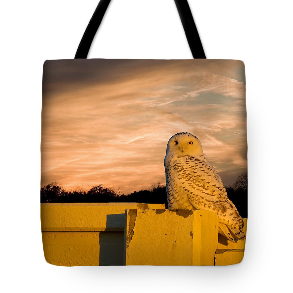 Nature Wildlife Tote Bag featuring the photograph Snowy Owl Sundown by Randall Branham