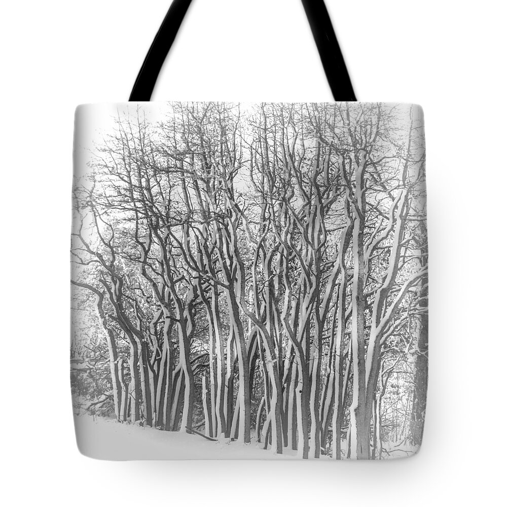 Trees Tote Bag featuring the photograph Snowy Wood by Cathy Kovarik