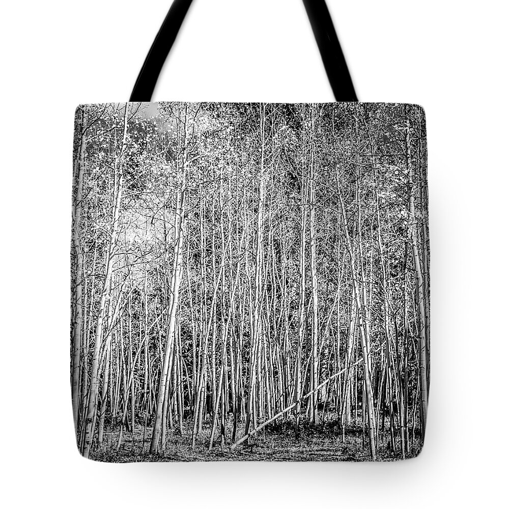  Aspen Tote Bag featuring the photograph So Many Aspens One Fallen by Marilyn Hunt