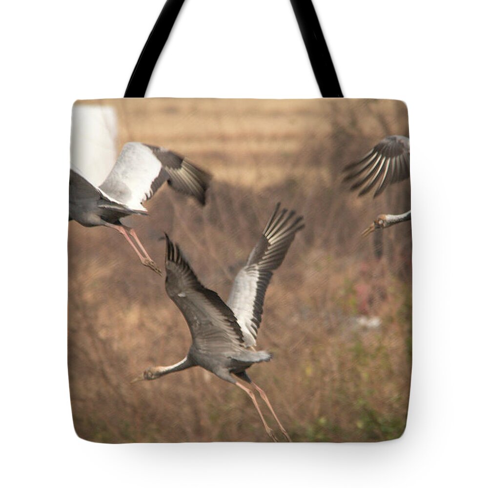 Birds Tote Bag featuring the photograph Soaring by Hyuntae Kim