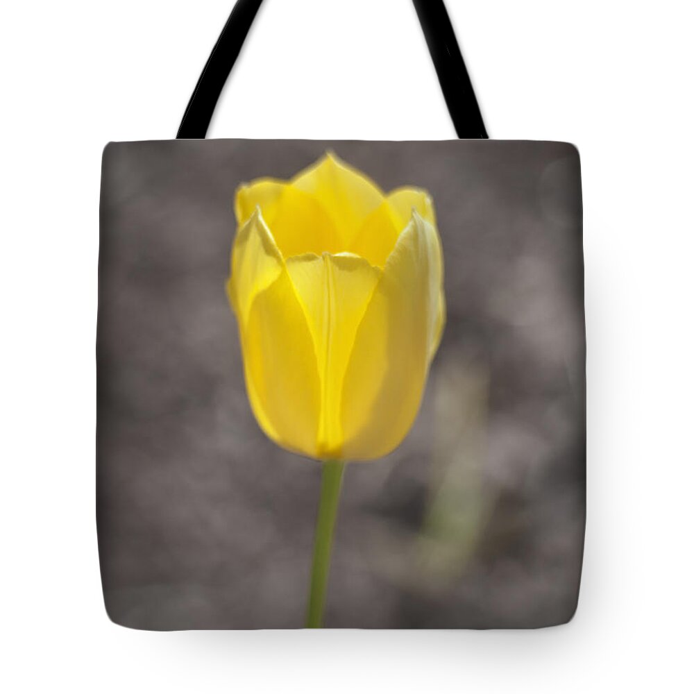 Tulip Tote Bag featuring the photograph Soft and Yellow by Morris McClung