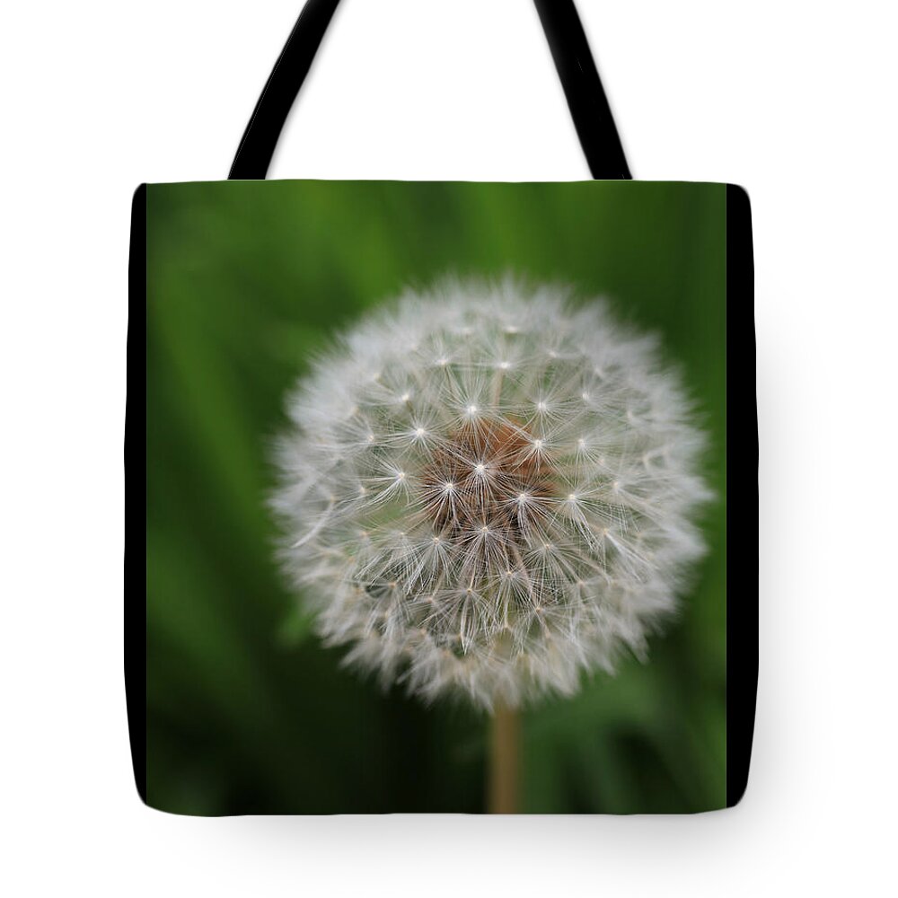 Dandelion Tote Bag featuring the photograph Soft Dandelion by Tammy Pool