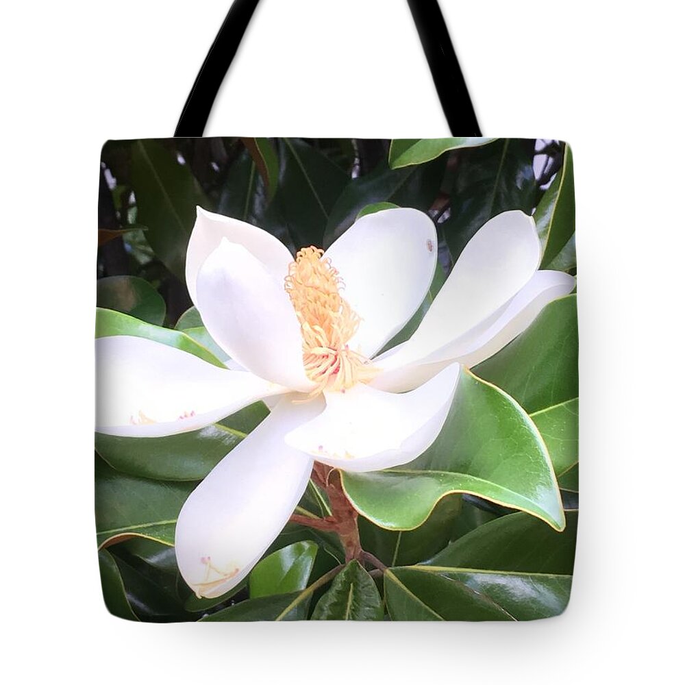 Magnolia Tote Bag featuring the photograph Soft Magnolia by Pamela Henry