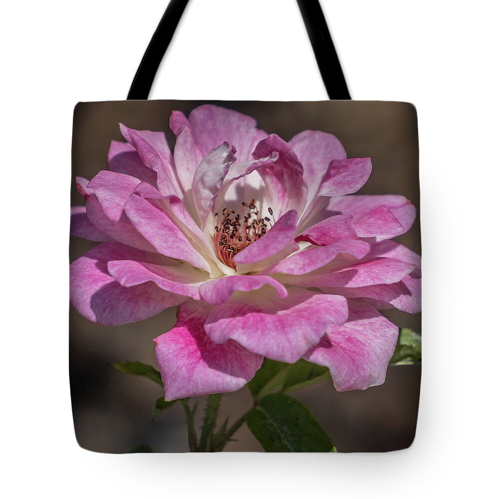 Florida Tote Bag featuring the photograph Soft rose by Jane Luxton