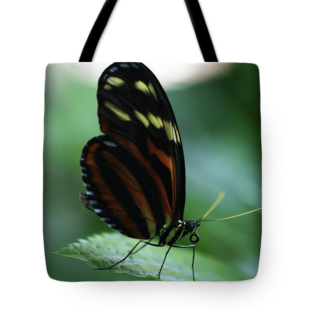 Butterfly Tote Bag featuring the photograph Soft Touch by Linda Shafer