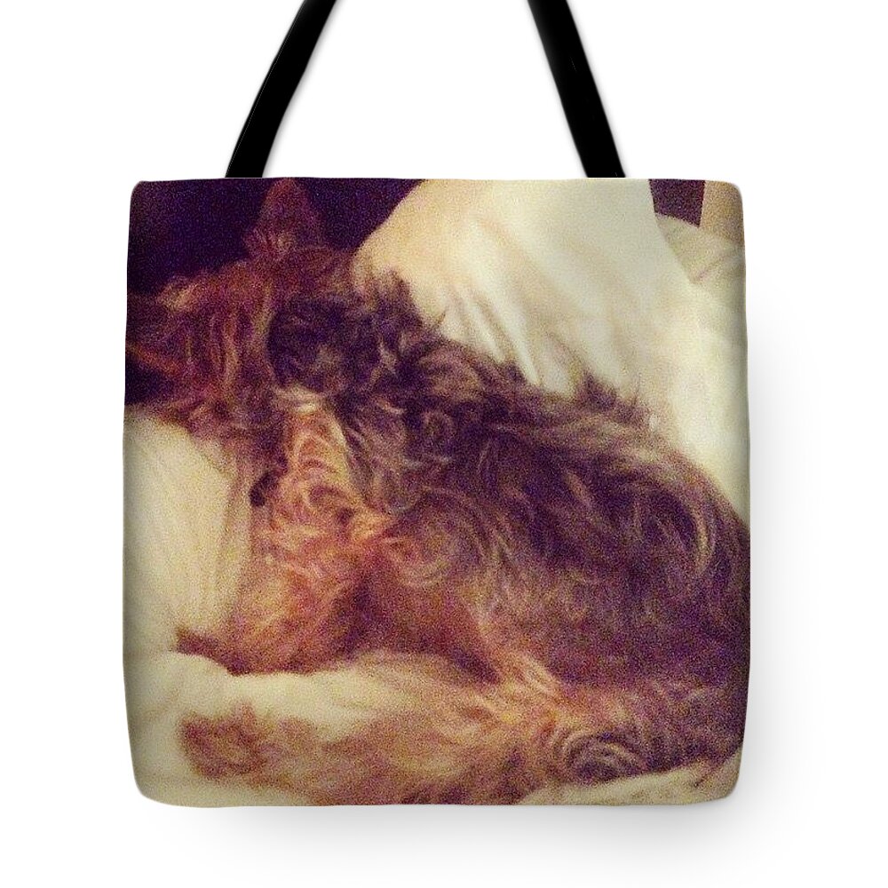 Cute Tote Bag featuring the photograph Not Today by Kate Arsenault 